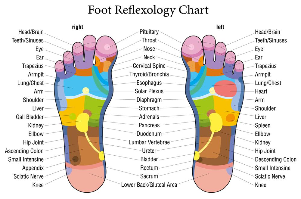 Reflexology Foot Chart